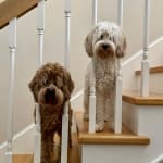 My dogs love it, doesn't sting like other brands...