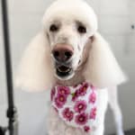 Cyclosporine Medication for our dog
