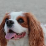 This is a great product for your pet.