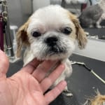 Healing Mortimer's skin