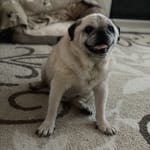 This medication helped my old dog