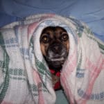 Interceptor Flavor Tabs.