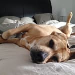 Saving my dog Chloe!