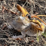 Good product for rehabbing bearded dragon