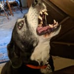 Ostilox dogs hotsell