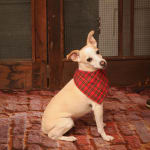 My dog loves these biscuits