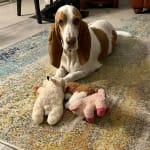 This medicated shampoo help our hound.