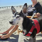 Its helped Taz be the best dog