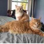 Great for digestive wellness