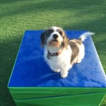 This medication helped my pet