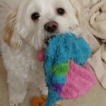This medication has helped my dog's itching!
