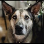 Good alternative to prednisone pills for my pet