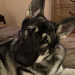 This medication helped my pet.