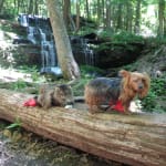 No more doggies stink