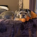 Helps with skin allergies