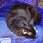 2 cats are doing great on this med