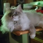 Helps my Ragdoll