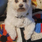 Great product for pets that lick their feet alot.