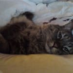 Best pricing with bonuses