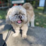 Great protection for active outdoor pets