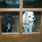 All have Happy ears ... using Gentizol ... Great price.