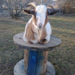 Salve helps my allergic goat!