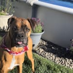 This medication helped my dogs