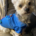 Best syringes for giving insulin to diabetic dogs!