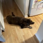 Allows increased healing