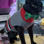 A special order of Normosol PH 7.4 for a special Happy!