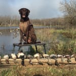 Good preventative ear wash for hunting dogs.