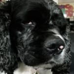 For Pancreatitis Attacks