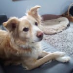 Tarter Shield Rawhide free Chews