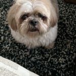 The only eye treatment that gives Rocky some relief