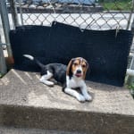 Puppy likes the taste