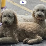 This medication helped my pet