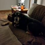 Great place, great price, fur baby approved.