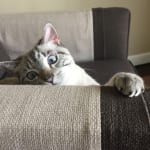 Claire has mild asthma, low dose helps breathing.