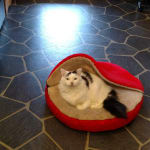 Lantus is the insulin for cats!