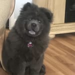 Life saver for anxious pets.