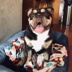 Best Product for Our Pup!