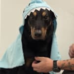 Keeping my dog alive