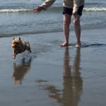 "Picky Puppy" loves IVet treats.