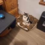 Helps his furballs.
