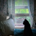 Duralactin feline chews