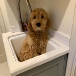 this medication helped my [et