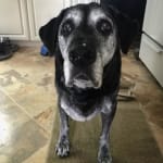 We love Vet Rx Direct!