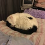 Scrumptious Kitty Treats