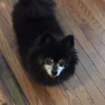 This azodyl is really is helping my Sofie