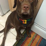 pill pockets for those with allergies!!